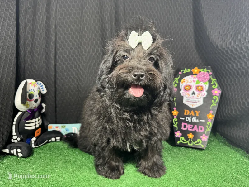 Angie – Havapoo puppy for sale in Waynesville, MO
