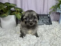 Isreal, a male Havanese for sale in Waynesville, MO – 8 of 10