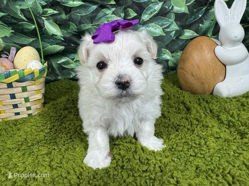 Mya – Maltipoo puppy for sale in Waynesville, MO