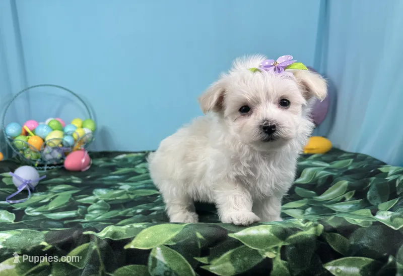 Mya – Maltipoo puppy for sale in Waynesville, MO