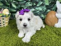 Mya, a female Maltipoo for sale in Waynesville, MO – Photo 3 of 3