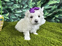 Mya, a female Maltipoo for sale in Waynesville, MO – Photo 2 of 3