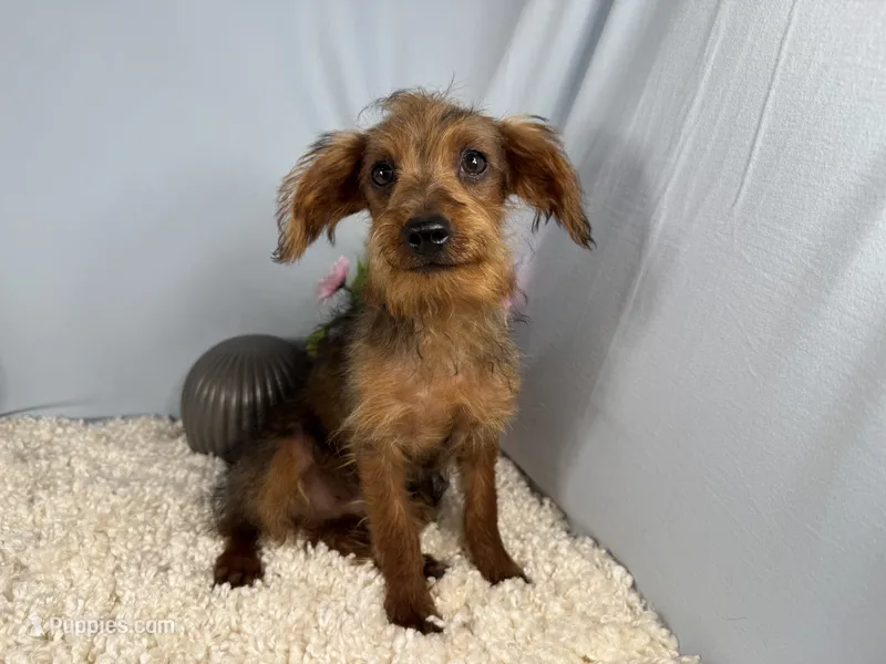 Mars – Yorkipoo puppy for sale in Waynesville, MO