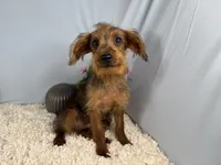 Mars, a male Yorkipoo for sale in Waynesville, MO – 1 of 4