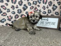 Izzy, a female Havanese for sale in Waynesville, MO – 6 of 10
