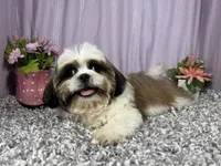 Grizzley, a male Shih Tzu for sale in Waynesville, MO – 5 of 10