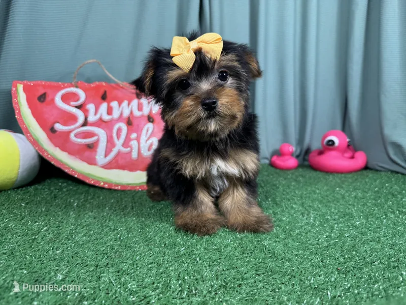 Sienna – Yorkshire Terrier puppy for sale in Waynesville, MO