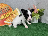 Luas, a male Papillon for sale in Waynesville, MO – 3 of 4
