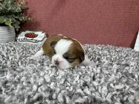 Taya, a female Shih Tzu for sale in Waynesville, MO – 2 of 3
