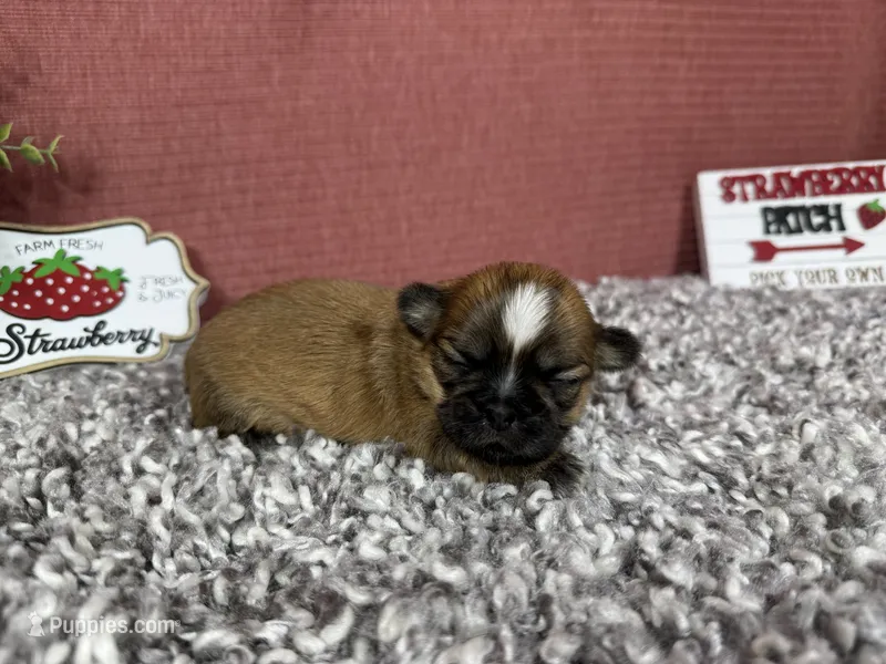 Tori – Shih Tzu puppy for sale in Waynesville, MO
