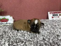 Tori, a female Shih Tzu for sale in Waynesville, MO – 1 of 4