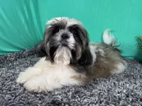 Gus, a male Shih Tzu for sale in Waynesville, MO – 3 of 10