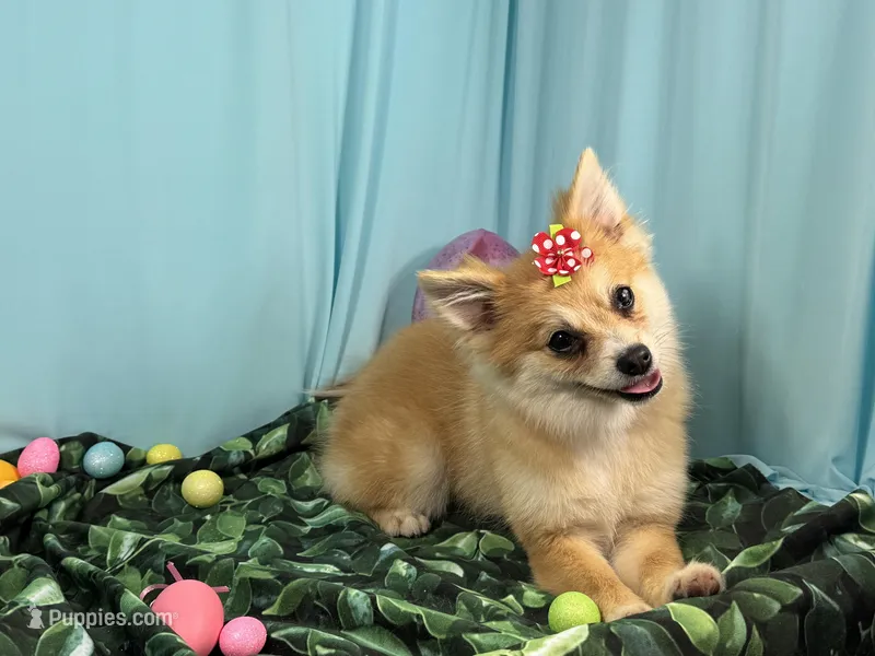 Fiona – Pomeranian puppy for sale in Waynesville, MO