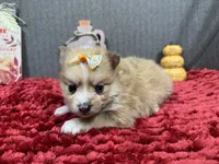 Fiona, a female Pomeranian for sale in Waynesville, MO – Photo 9 of 10