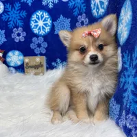 Fiona, a female Pomeranian for sale in Waynesville, MO – Photo 9 of 10