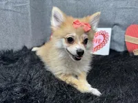 Fiona, a female Pomeranian for sale in Waynesville, MO – Photo 3 of 10