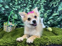 Fiona, a female Pomeranian for sale in Waynesville, MO – Photo 5 of 10