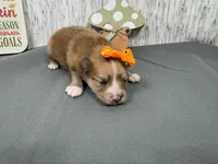 Fiona, a female Pomeranian for sale in Waynesville, MO – Photo 10 of 10