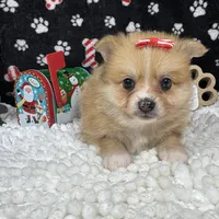 Fiona, a female Pomeranian for sale in Waynesville, MO – Photo 10 of 10