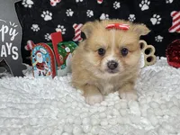 Fiona, a female Pomeranian for sale in Waynesville, MO – Photo 7 of 10