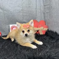 Fiona, a female Pomeranian for sale in Waynesville, MO – Photo 7 of 10