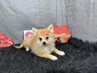 Fiona, a female Pomeranian for sale in Waynesville, MO – Photo 2 of 10