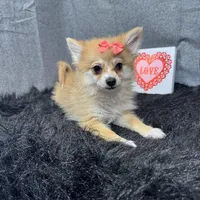 Fiona, a female Pomeranian for sale in Waynesville, MO – Photo 6 of 10