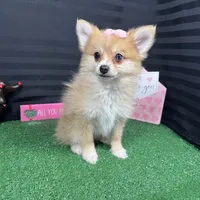 Fiona, a female Pomeranian for sale in Waynesville, MO – Photo 8 of 10