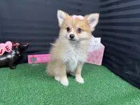 Fiona, a female Pomeranian for sale in Waynesville, MO – Photo 4 of 10