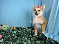 Fiona, a female Pomeranian for sale in Waynesville, MO – Photo 3 of 10