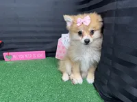 Fiona, a female Pomeranian for sale in Waynesville, MO – Photo 5 of 10