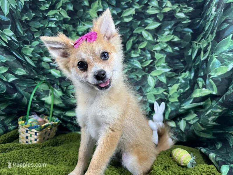 Fiona – Pomeranian puppy for sale in Waynesville, MO