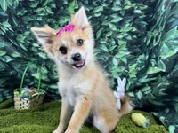 Fiona, a female Pomeranian for sale in Waynesville, MO – Photo 4 of 10