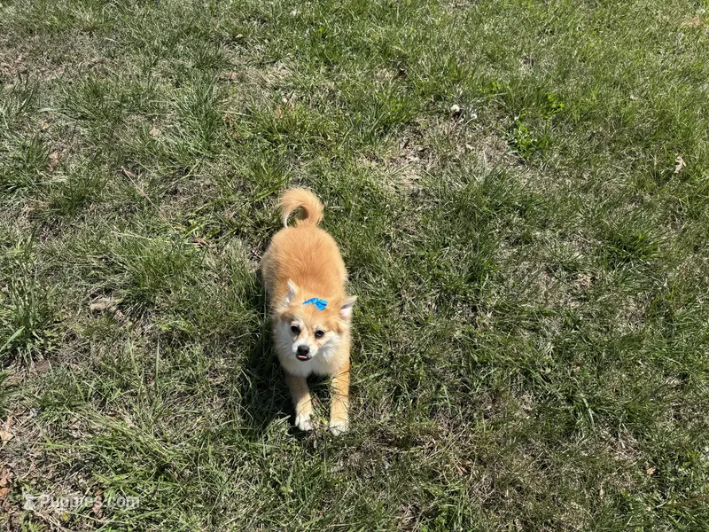 Fiona – Pomeranian puppy for sale in Waynesville, MO
