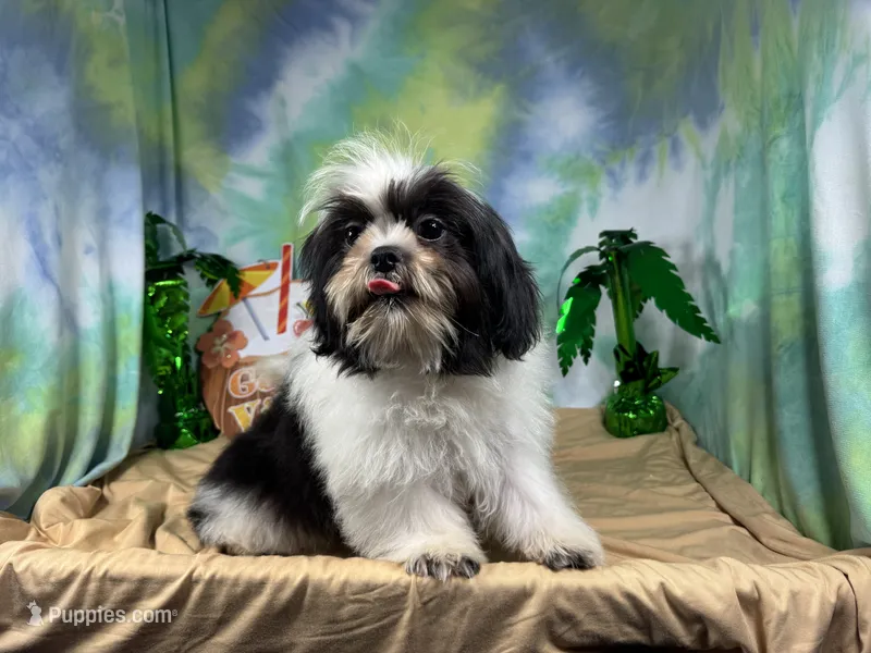 Grey – Shih Tzu puppy for sale in Waynesville, MO