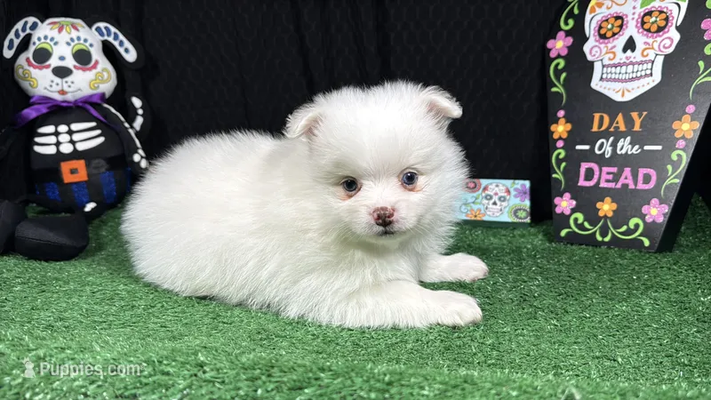 Pongo – Pomeranian puppy for sale in Waynesville, MO