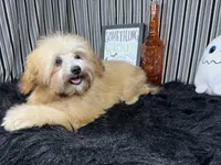 Megan, a female Havapoo for sale in Waynesville, MO – 2 of 3