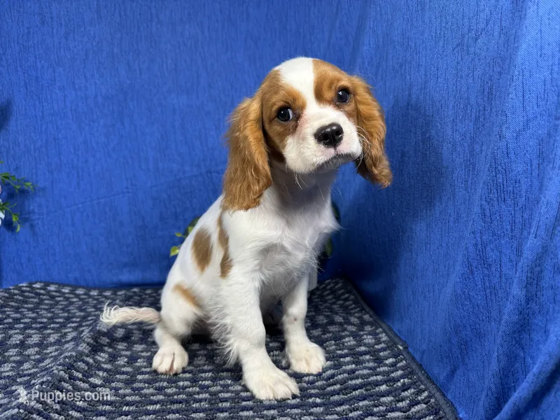 Riley – Cavalier King Charles Spaniel puppy for sale in Waynesville, MO