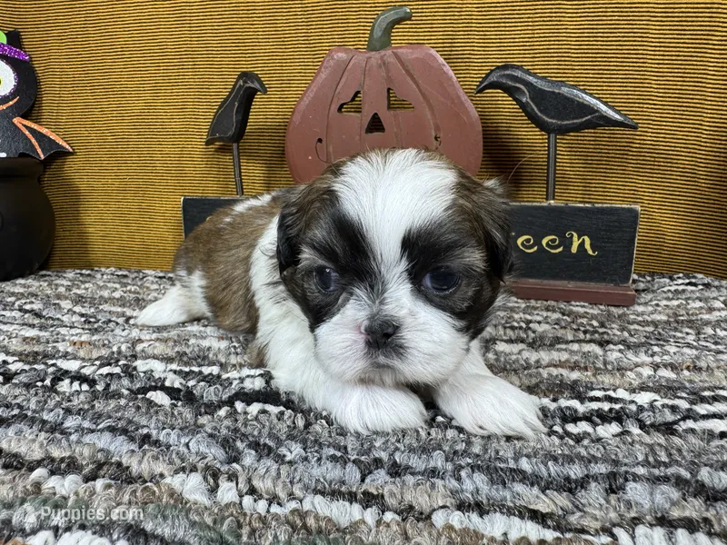 Glen – Shih Tzu puppy for sale in Waynesville, MO