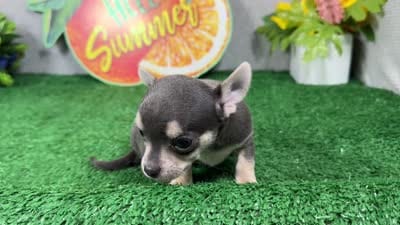 Bryce, a male Chihuahua for sale in Waynesville, MO – 4 of 4