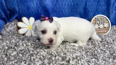 Ilene, a female Havamalt for sale in Waynesville, MO – 4 of 4