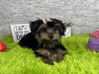 Sophia, a female Yorkshire Terrier for sale in Waynesville, MO – 4 of 10