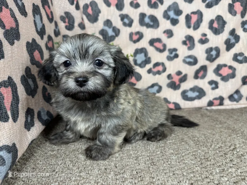 Isreal – Havanese puppy for sale in Waynesville, MO