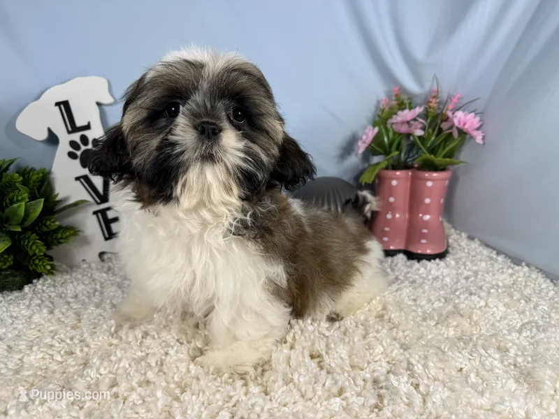 Gus – Shih Tzu puppy for sale in Waynesville, MO