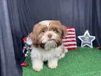 Gilroy, a male Shih Tzu for sale in Waynesville, MO – 8 of 10
