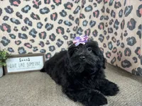 Angie, a female Havapoo for sale in Waynesville, MO – 2 of 9