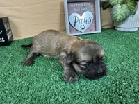 Isabelle, a female Havanese for sale in Waynesville, MO – 3 of 3