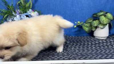 Balto, a male Pomapoo for sale in Waynesville, MO – 4 of 4