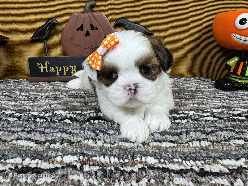 Trixie – Shih Tzu puppy for sale in Waynesville, MO
