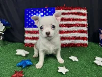 Fox, a male Chihuahua for sale in Waynesville, MO – 8 of 10